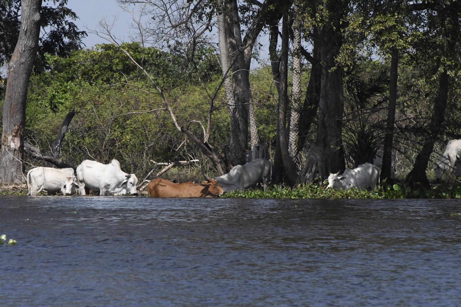 No ritmo das águas, pecuária do Pantanal tenta transformar conservação em renda